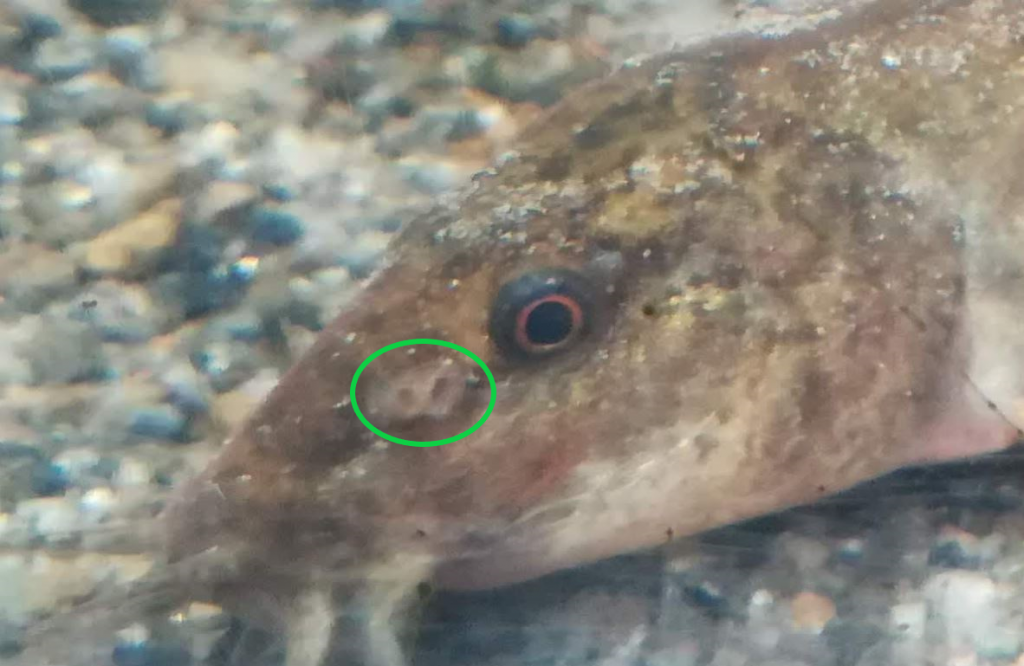 ウナギやポリプテルスの特殊な鼻 魚の鼻の穴は計4つ Kim Biology Informatics