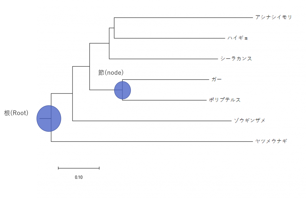 系統樹の見方をわかりやすく解説 Kim Biology Informatics