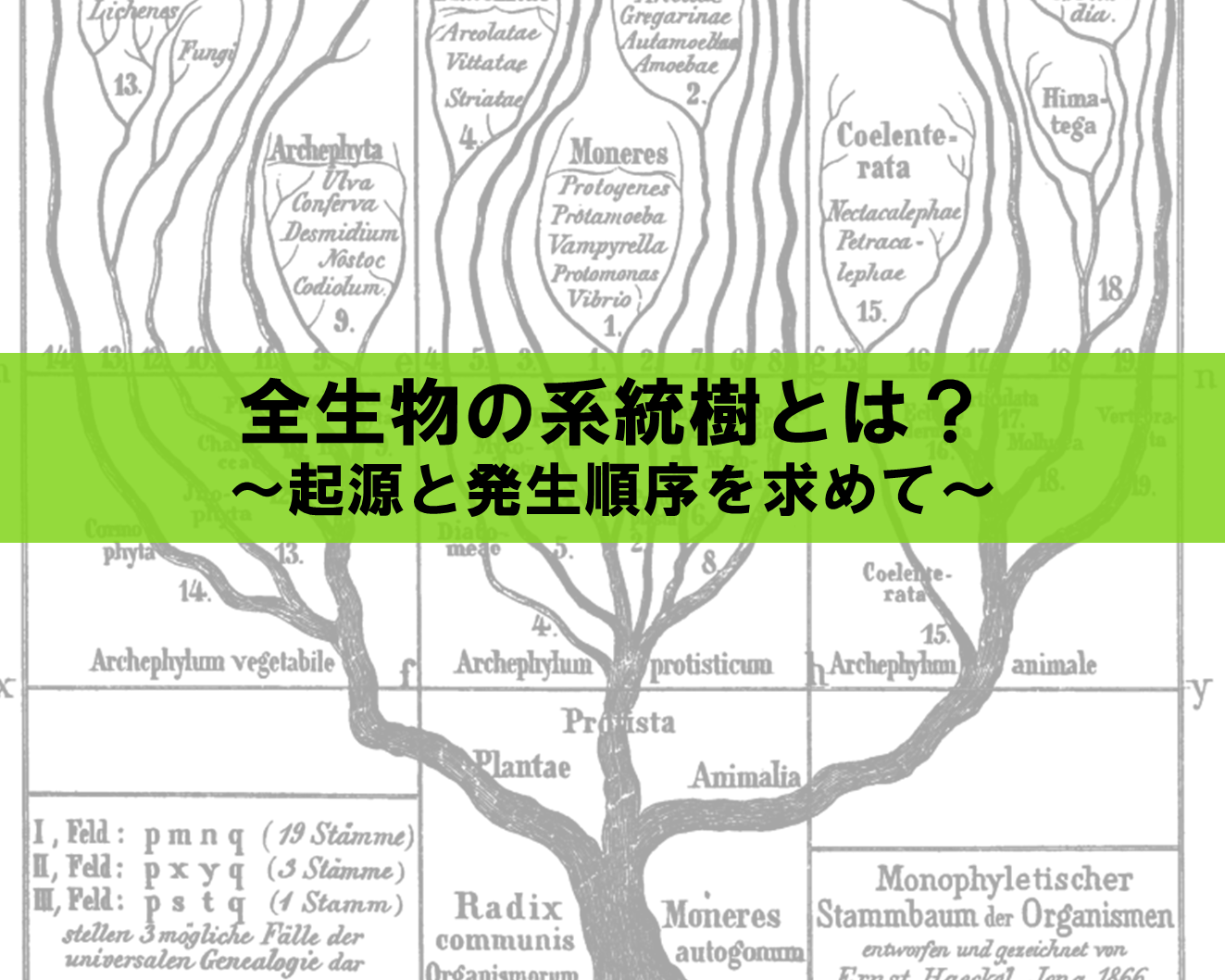 菌類の系統進化 (1978年) ゲノム配列を使って生物全体の系統樹の全貌が明らかに！？～菌類