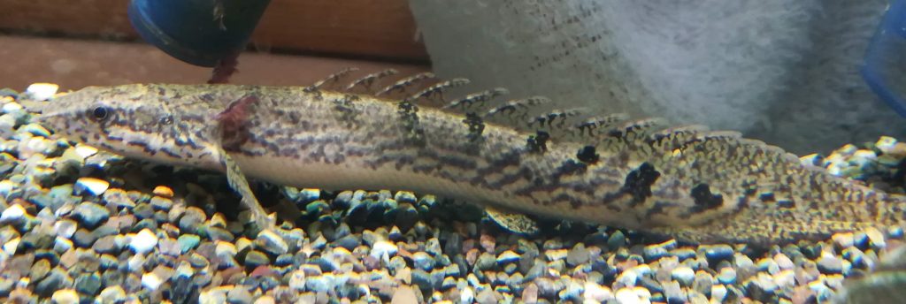 全長3mの巨大ポリプテルス 生きた化石 の全貌に迫る Kim Biology Informatics