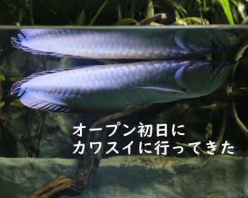 日記 Kim Biology Informatics 日記 Kim Biology Informatics