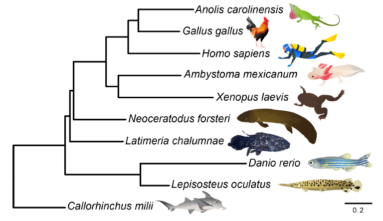 魚類 から 両生類 へ の 進化