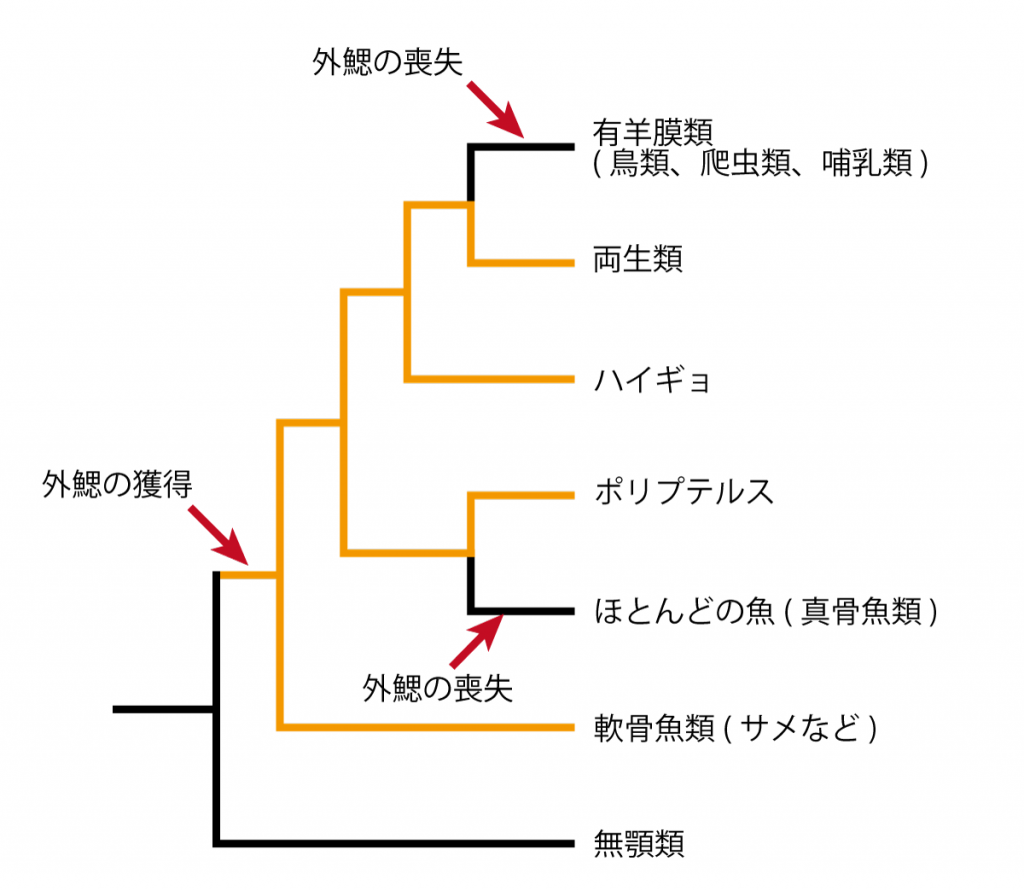 外鰓とは何か 進化的起源と役割 Kim Biology Informatics