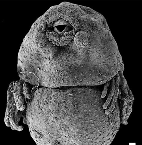 外鰓とは何か 進化的起源と役割 Kim Biology Informatics