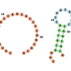IBM ゲート型量子コンピュータを用いたmRNA二次構造の予測