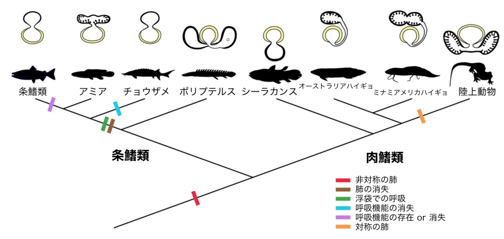 肺の起源