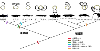肺の起源